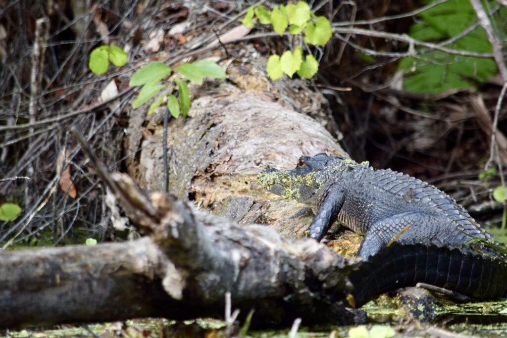 Photo of an alligator on a log