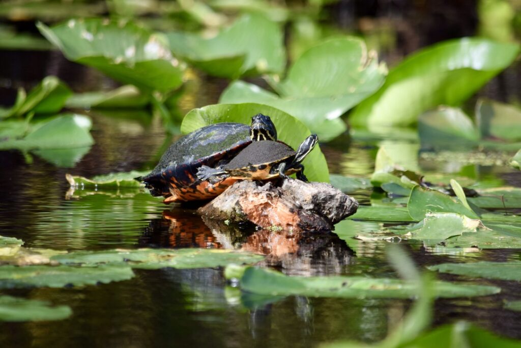 Photo of two turtles basking on a log