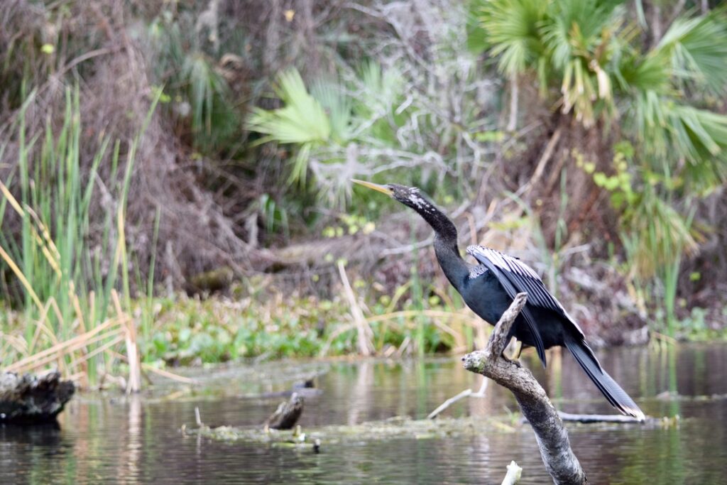 Photo of an anhinga drying its wings